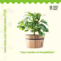 Okra Seeds — plant growing in garden | Non-GMO vegetable seeds | SeedsCart