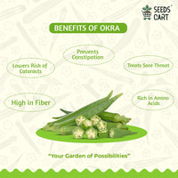 Okra Seeds — seeds close-up | High germination rate | SeedsCart
