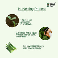 Okra Seeds — growing seedlings | ISF certified seeds | SeedsCart