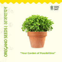 Oregano Seeds — herb plant growing | Non-GMO herb seeds | SeedsCart