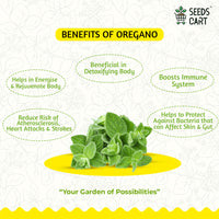 Oregano Seeds — fresh herb leaves | Kitchen garden India | SeedsCart