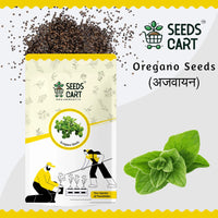 Oregano Seeds — herb plant close-up | ISF certified seeds | SeedsCart