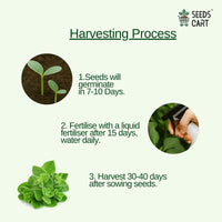 Oregano Seeds — herb seeds | Medicinal herb seeds India | SeedsCart