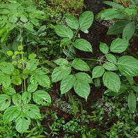 Oroxylum indicum Seeds (Broken bones plant)