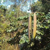 Oroxylum indicum Seeds (Broken bones plant)