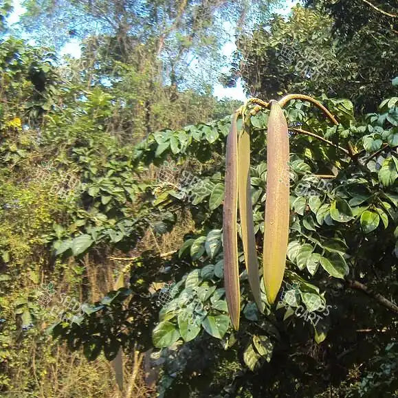 Oroxylum indicum Seeds (Broken bones plant)