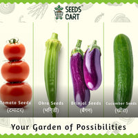 8-in-1 Vegetable Seeds Combo — seed variety pack | Kitchen garden starter kit | SeedsCart