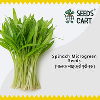 Spinach Microgreen Seeds — fresh microgreens harvest | 7-day ready | SeedsCart