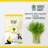 Spinach Microgreen Seeds — microgreens sprouting | Grow indoors India | SeedsCart