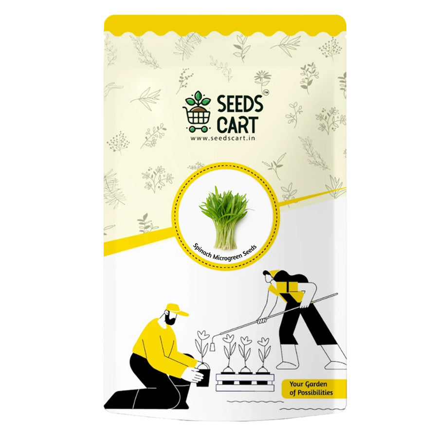 Spinach Microgreen Seeds — seed packet | Buy microgreens seeds India | SeedsCart