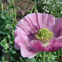 Papaver somniferum Seeds (Opium poppy)