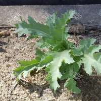 Papaver somniferum Seeds (Opium poppy)
