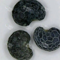 Papaver somniferum Seeds (Opium poppy)