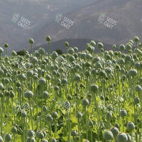 Papaver somniferum Seeds (Opium poppy)