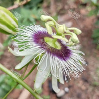 Passiflora edulis Seeds (Passion Fruit)