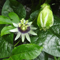 Passiflora edulis Seeds (Passion Fruit)