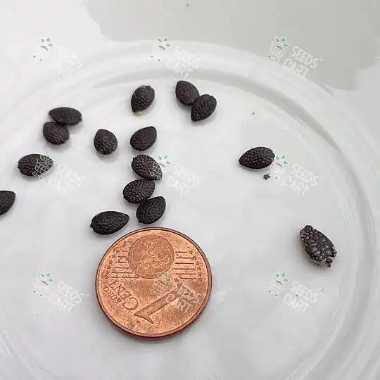 Passiflora edulis Seeds (Passion Fruit)