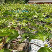 Passiflora edulis Seeds (Passion Fruit)