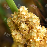 Phoenix humilis Seeds (Dwarf Date Palm)