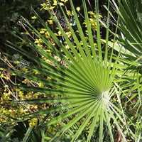 Phoenix humilis Seeds (Dwarf Date Palm)