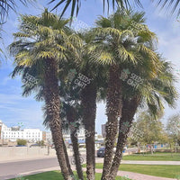 Phoenix humilis Seeds (Dwarf Date Palm)