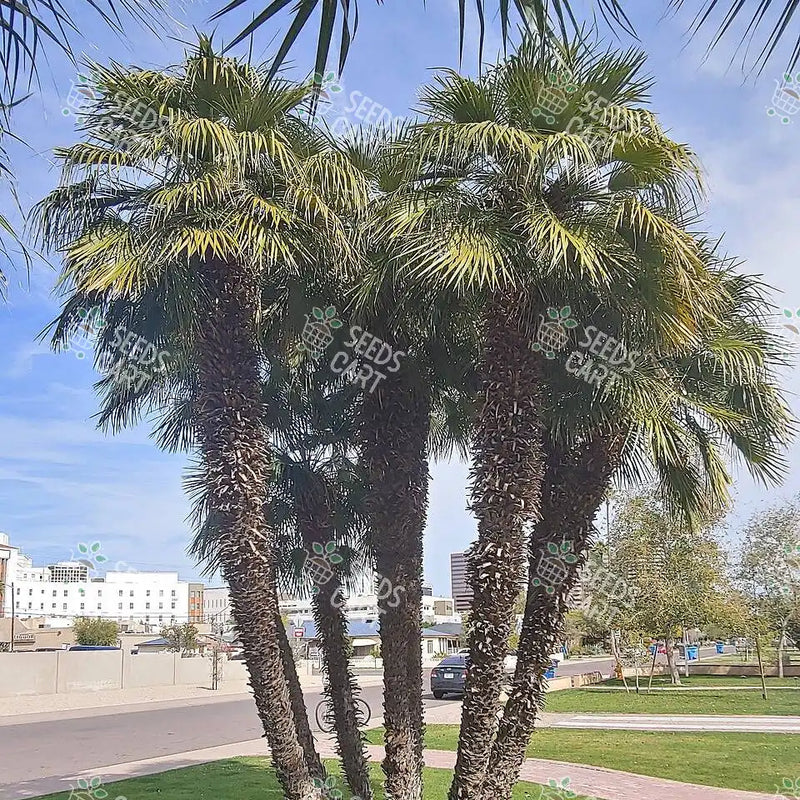 Phoenix humilis Seeds (Dwarf Date Palm)