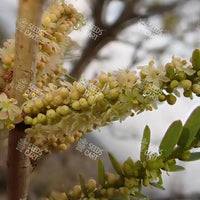 Phyllanthus emblica Seeds (The Indian gooseberry)