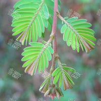 Phyllanthus emblica Seeds (The Indian gooseberry)