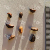 Phyllanthus emblica Seeds (The Indian gooseberry)