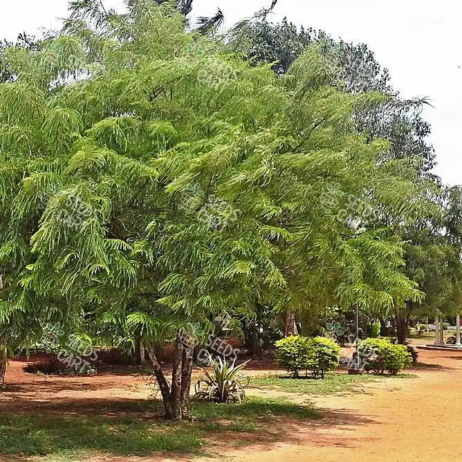 Phyllanthus emblica Seeds (The Indian gooseberry)