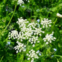 Pimpinella anisum Seeds (Aniseed)
