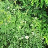Pimpinella anisum Seeds (Aniseed)