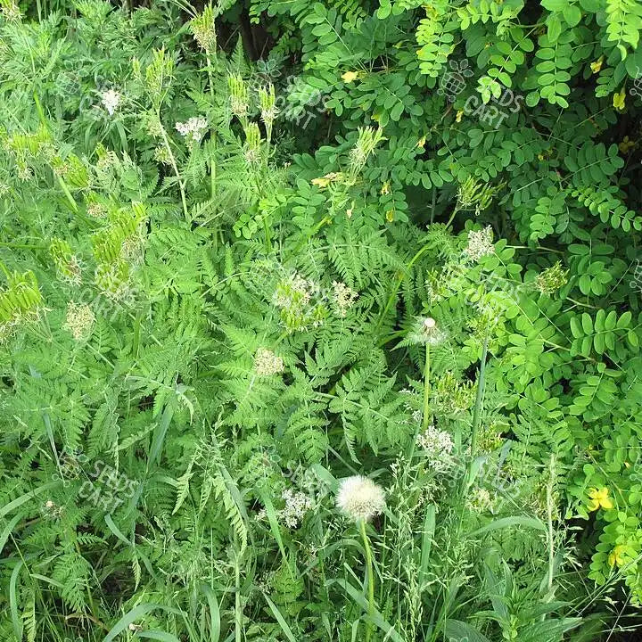 Pimpinella anisum Seeds (Aniseed)