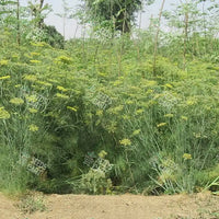Pimpinella anisum Seeds (Aniseed)