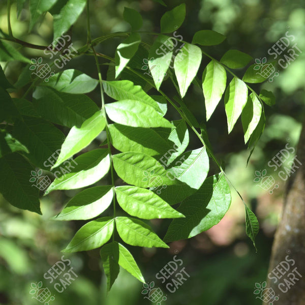 Pistacia integerrima