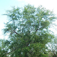 Madras Thorn Seeds (Pithecellobium dulce)
