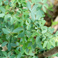 Madras Thorn Seeds (Pithecellobium dulce)