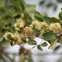 Madras Thorn Seeds (Pithecellobium dulce)