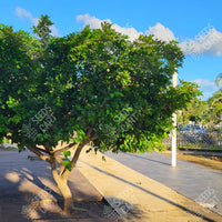 Indian Beech Tree (Pongamia pinnata)