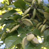Indian Beech Tree (Pongamia pinnata)