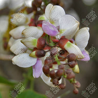 Indian Beech Tree (Pongamia pinnata)