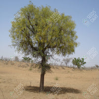 Prosopis cineraria