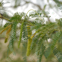 Prosopis cineraria