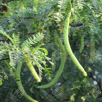 Prosopis cineraria