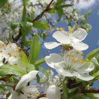 Prunus domestica Seeds (Common Plum)