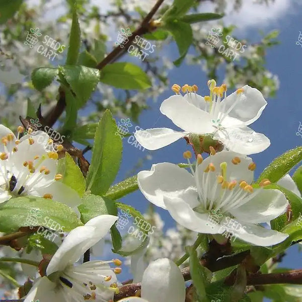 Prunus domestica Seeds (Common Plum)