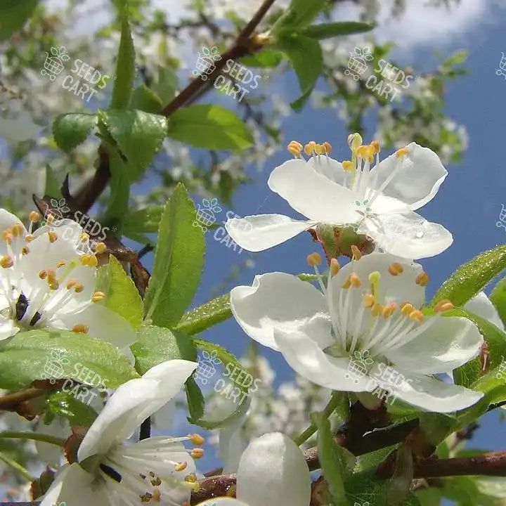 Prunus domestica Seeds (Common Plum)