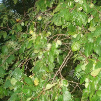 Prunus domestica Seeds (Common Plum)
