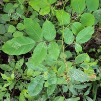 Pterocarpus marsupium Seeds (Bijasal or the Indian Kino Tree)
