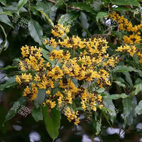 Pterocarpus marsupium Seeds (Bijasal or the Indian Kino Tree)